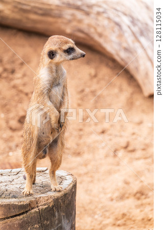 Meerkat, Suricata suricatta, on hind legs. Portrait of meerkat standing on hind legs with alert expression. Portrait of a funny meerkat sitting on its hind legs. 128115034