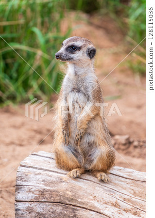 Meerkat, Suricata suricatta, on hind legs. Portrait of meerkat standing on hind legs with alert expression. Portrait of a funny meerkat sitting on its hind legs. Meerkat, Suricata suricatta, on hind legs. Portrait of meerkat standing on hind legs with alert expression. Portrait of a funny meerkat sitting on its hind legs. 128115036