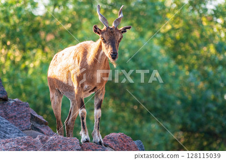 Markhor female on the rock. Latin name - Capra falconeri. Wild goat native to Central Asia, Karakoram and the Himalayas Markhor female on the rock. Latin name - Capra falconeri. Wild goat native to Central Asia, Karakoram and the Himalayas 128115039