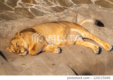 An asian female lion laying on the ground 128115040