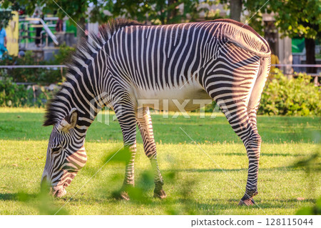 Grevy's zebra, lat Equus grevyi, also known as the imperial zebra eats green grass. Grevy's zebra, lat Equus grevyi, also known as the imperial zebra eats green grass. 128115044