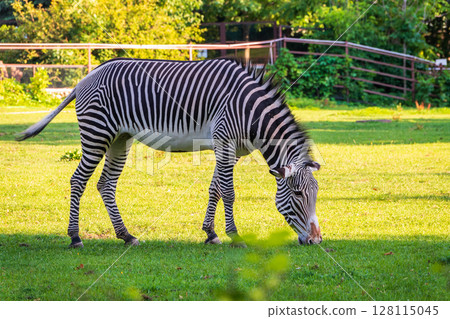 Grevy's zebra, lat Equus grevyi, also known as the imperial zebra eats green grass. Grevy's zebra, lat Equus grevyi, also known as the imperial zebra eats green grass. 128115045