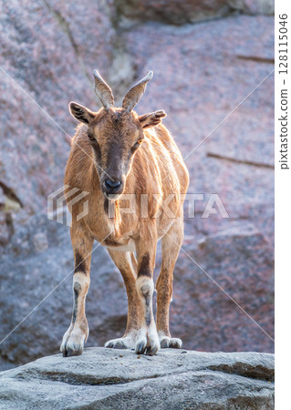 Markhor female on the rock. Latin name - Capra falconeri. Wild goat native to Central Asia, Karakoram and the Himalayas Markhor female on the rock. Latin name - Capra falconeri. Wild goat native to Central Asia, Karakoram and the Himalayas 128115046