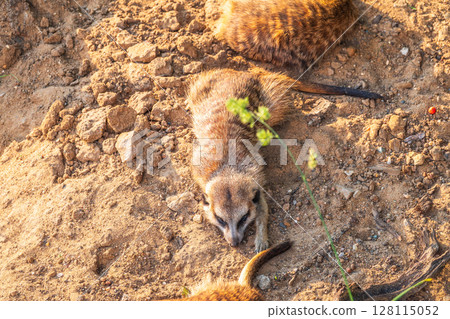 Meerkat suricatta family wildlife picture. 128115052