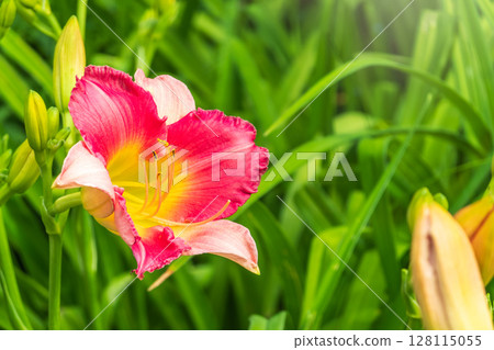 Close up of a pink daylily flower in bloom Close up of a pink daylily flower in bloom 128115055
