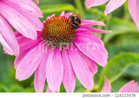 A closeup shot of a bee collecting pollen on a purple echinacea flower 128115076