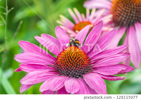 A closeup shot of a bee collecting pollen on a purple echinacea flower 128115077
