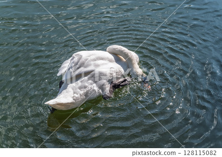 A graceful white swan swimming on a lake with dark water. The white swan is reflected in the water A graceful white swan swimming on a lake with dark water. The white swan is reflected in the water 128115082