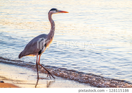 A heron hunting in the sea. Grey heron on the hunt 128115186