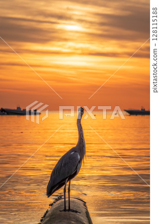 A heron hunting in the sea in the sunset or sunrise light 128115188
