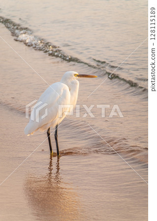 Great egret (Ardea alba), a medium-sized white heron fishing on the sea beach 128115189