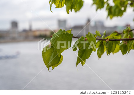 Tilia cordata, the small-leaved lime or small-leaved linden branch with fresh leaves in spring 128115242