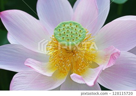 Lotus flower  128115720