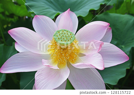 Lotus flower Lotus flower 128115722