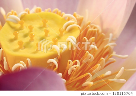 Lotus in Japan Lotus in Japan 128115764