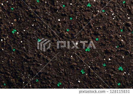 Growing radish seedlings indoors in containers is the start of an urban vegetable garden featuring nutritious microgreens 128115831