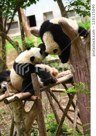 A young panda playing with a gentle bite A young panda playing with a gentle bite 128115840