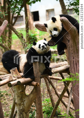 A young panda playing with a gentle bite A young panda playing with a gentle bite 128115844