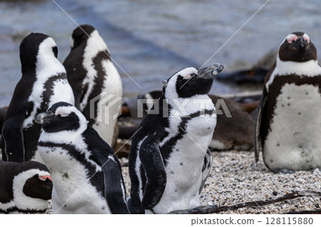 Group of African penguins resting on stone coast. Black-footed, Spectacled or jackass penguin. Spheniscus demersus. Animals listed in International Red Book. South Africa, natural habitat, wildlife  128115880