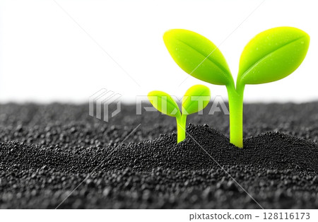Brown millet seedlings and microgreen are displayed in potting compost with fine roots, alongside shoots of proso millet, known as Panicum miliaceum, sprouts, green seedlings, young plants and Brown millet seedlings and microgreen are displayed in potting compost with fine roots, alongside shoots of proso millet, known as Panicum miliaceum, sprouts, green seedlings, young plants and 128116173