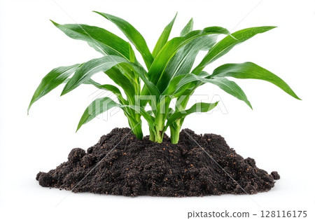 Brown millet seedlings and microgreen in potting compost with fine roots, shoots of Panicum miliaceum, also known as proso millet, alongside sprouts, green seedlings, young plants and cotyledons, 128116175