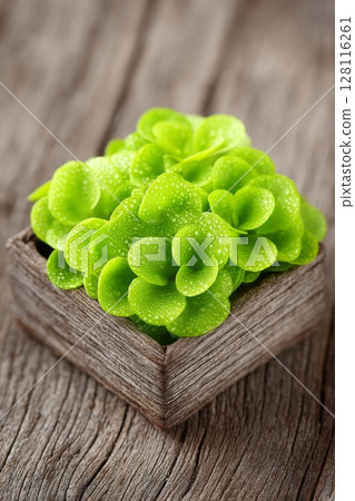 The process of seed germination at home is a key aspect of growing microgreens, including mustard microgreens with green leaves and stems, which are a part of the vegan and healthy eating concept The process of seed germination at home is a key aspect of growing microgreens, including mustard microgreens with green leaves and stems, which are a part of the vegan and healthy eating concept 128116261