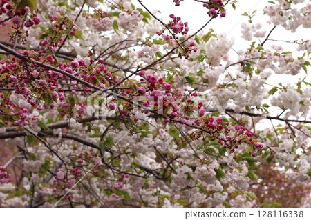 Cherry blossom Cherry blossom 128116338