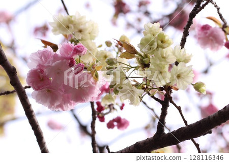 Double cherry blossoms blooming in spring Double cherry blossoms blooming in spring 128116346