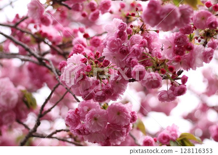 可愛的粉紅色櫻花 128116353