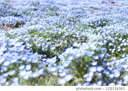 藍色 nemophila 領域 藍色 nemophila 領域 128116361