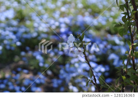 櫻花和nemophila 櫻花和nemophila 128116363
