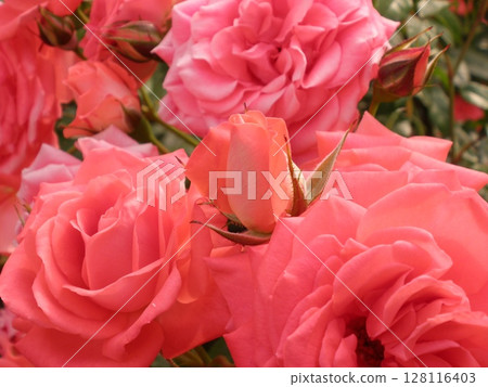 A red rose A red rose 128116403