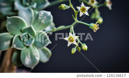 Beautiful mother of pearl or ghost plant succulent flowers with black background. Close up of cactus flower. Field of depth and blur is done intentionally Beautiful mother of pearl or ghost plant succulent flowers with black background. Close up of cactus flower. Field of depth and blur is done intentionally 128116617