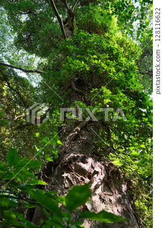 National Museum of Nature and Science, Nature Education Center: Ivy entwined around a giant Japanese hackberry tree National Museum of Nature and Science, Nature Education Center: Ivy entwined around a giant Japanese hackberry tree 128116622