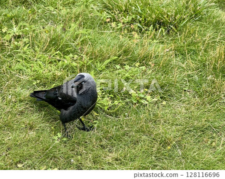 A black pebble walks on the lawn on a summer day. High quality photo 128116696