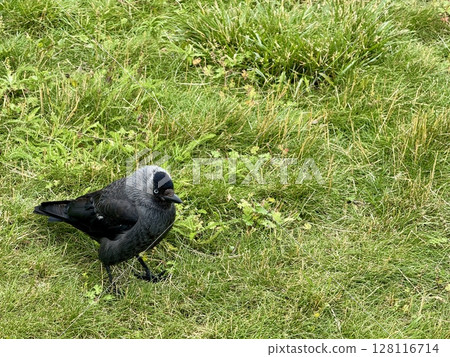 A black pebble walks on the lawn on a summer day. High quality photo 128116714