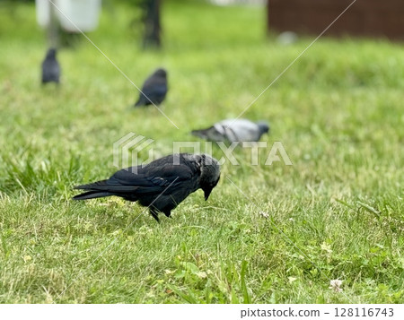 A black pebble walks on the lawn on a summer day. High quality photo 128116743