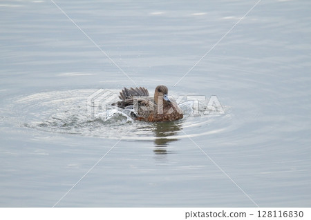 Arao City Port Wild Birds, Arao City Port Wild Birds, 128116830
