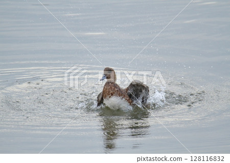 Arao City Port Wild Birds, 128116832