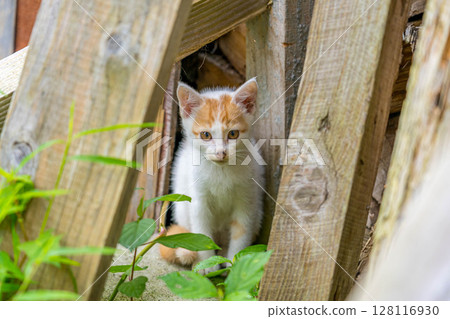 小貓庫醬 128116930