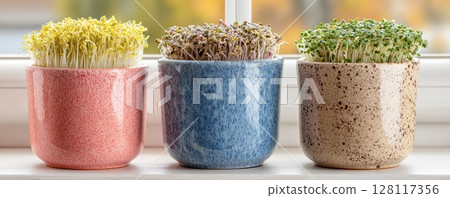 Basking in the sunlight with three pots and growing microgreens 128117356
