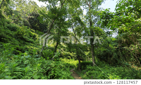 Summer in Koajiro Forest 128117457
