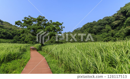 Summer in Koajiro Forest 128117513