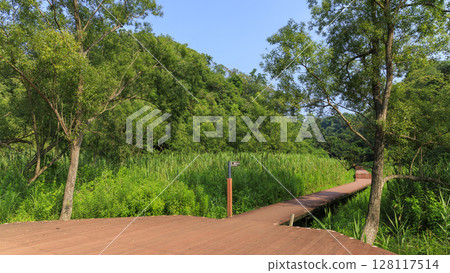Summer in Koajiro Forest 128117514
