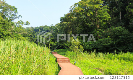 Summer in Koajiro Forest 128117515