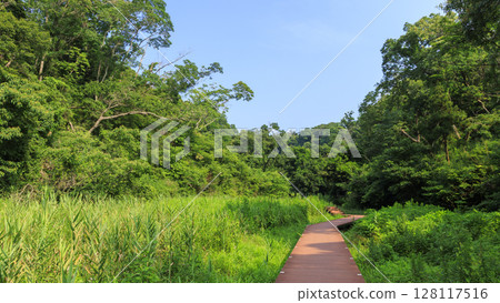 Summer in Koajiro Forest Summer in Koajiro Forest 128117516