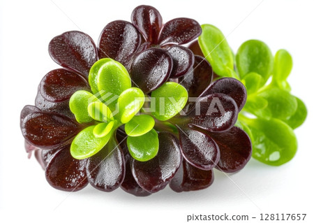 On a white background are microgreen chard sprouts or beets 128117657