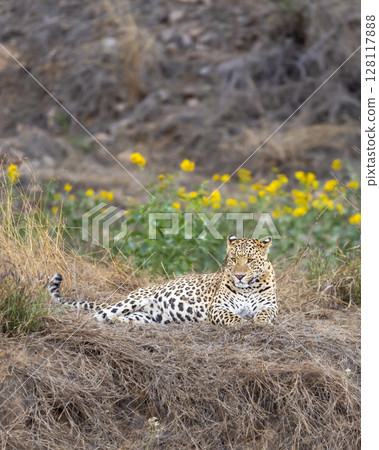 Indian wild male leopard or panther or panthera pardus fusca sitting in open with eye contact in natural green and yellow flowers are in background in morning wildlife safari forest of central india 128117888