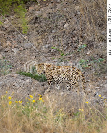 wild male leopard or panther or panthera pardus head turn while walking in rocky terrain during morning jungle safari at jhalana leopard reserve forest jaipur rajasthan india asia 128117889