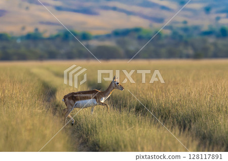 wild female blackbuck or antilope cervicapra or Indian antelope in golden hour winter light and grassland landscape background wild female blackbuck or antilope cervicapra or Indian antelope in golden hour winter light and grassland landscape background 128117891